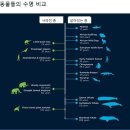 기대수명 400살과 기대수명 8주인 동물 이미지