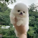 구산동강아지 이미지