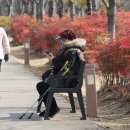 봄 매화ㅡ참새가족 겨울을 나다 - by 모모수계 이미지