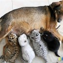 호랑이형제 이미지