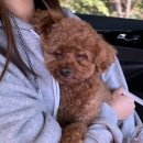 영암 애견카페] 애견 수영장 비치된 &#39; 코코독스 &#39; 수영장 솔직 후기