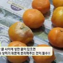 달귤달귤