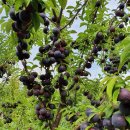 흥해시장 이미지