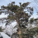 [2012.1월-오대산] ☆…유서 깊은 오대산(五臺山) 이야기, 하얀 눈밭을 걸으며 (4) 이미지