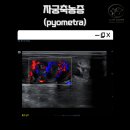 삼화 우수한동물병원 이미지