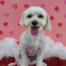 센트럴 독 이미지