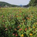 꽃양귀비마을 이미지