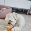 네오펫동물메디컬센터 이미지