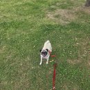 댄스스포츠(자이브) 초급 | [광안리 수영 데이폴댄스]야외 폴 프로필 &amp; 야외 후프 프로필 후기(부산 시그너스 스튜디오)