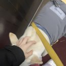 [일본 삿포로 여행] 1.1~1.4 비에이 투어, 오타루/온천 자유여행, 퀸테사 호텔