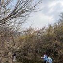 구례군청 | 구례 산수유마을 3월 12일 개화현황 I 북카페, 하위마을, 반곡마을, 축제장, 사랑공원