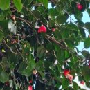 드래곤수 더 여수 이미지