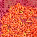 경빈농장 이미지