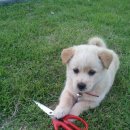 소금강여울목 이미지