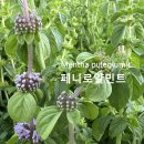 민트 - 연수구 한나루로 190 | 민트