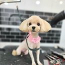 메리몰펫샵(사직점) 이미지