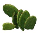 부채선인장(Opuntia humifusa, commonly known as the Eastern Prickly Pear or Indian Fig)&#39;은.... 이미지