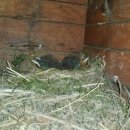 어머나민박 이미지