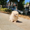 나눔펫 책임분양소 강아지분양 김포점 이미지