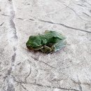 청개구리 이미지