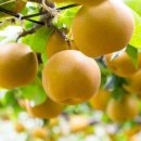 영암햇살농장 이미지