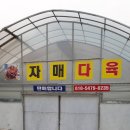자매다육