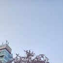 엠티브이20로 12~엠티브이22로 116 주변 | 도쿄 벚꽃 명소 22곳 방문 후기 및 팁