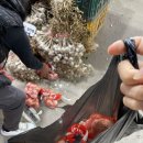 청량리4 | [청량리 청과물시장] 10월 4주차 물가, 제철과일 소개