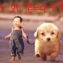 파트라슈 이미지