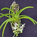 Holcostylis Ms Sunlight 이미지