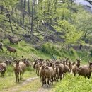 사슴자연 방목장 이미지