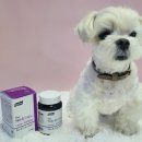 (주)펫둥이 이미지