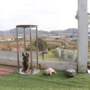 러브독 애견스쿨 이미지