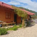 정희네 들꽃이야기 이미지