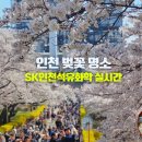 서울석유 | 인천 서구 가볼만한곳 벚꽃축제 SK인천석유화학 4월 꽃구경 명소 주차 실시간