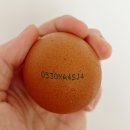 계란 고르기 전에 꼭 알아야 할 난각번호 정보 총정리