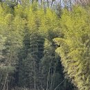 삼성초등학교 건너편(하천옆) | 경주 기림사 봄나들이 명소 사찰 약사전 대구 근교 꽃구경