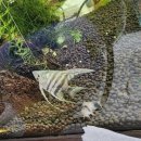 아센바이오 이미지