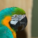 앵무새 이미지