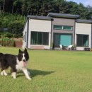 모모카네 펜션 | 충남 홍성 신상 독채 애견동반펜션 <모모카네펜션>l 700평 운동장, 히노키탕까지 가성비 갑, 할인방법