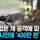 목줄 풀린 개가 초등생 발 '콱' 견주, "개 죽어 400만 원 내놔?" 이미지