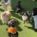 댕스미스 | 댕스미스 애견유치원 반려견과의 특별한 시간, 여기서 보냈어요