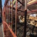 모란가축시장 이미지