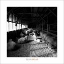 목장양꼬치 이미지