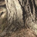 해송2로 이미지