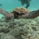 청정에너지 주유소 공중화장실 | 가성비 비용으로 세부 오슬롭 고래상어 투어 가와산 캐녀닝 모알보알 세부여행 코스 추천