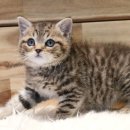 베베캣 고양이 이미지