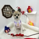 샤멍샤멍 이미지