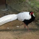 금계 농장 이미지