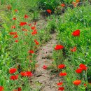 토평공원 이미지